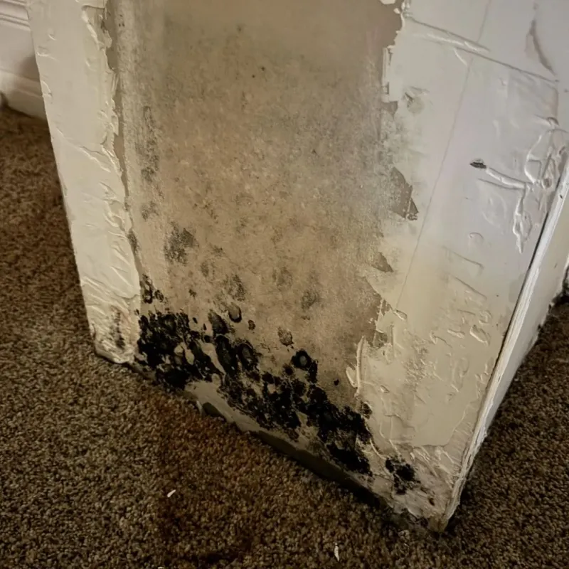 Professional Mold Removal in De Soto, IL